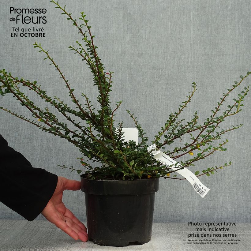 Esimerkki syksyllä toimitetusta Sulkatuhkapensas - Cotoneaster horizontalis 2 litran/3 litran ruukku-taimesta
