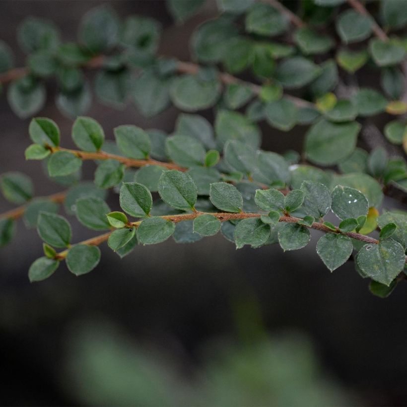 Sulkatuhkapensas - Cotoneaster horizontalis (Lehvistö)