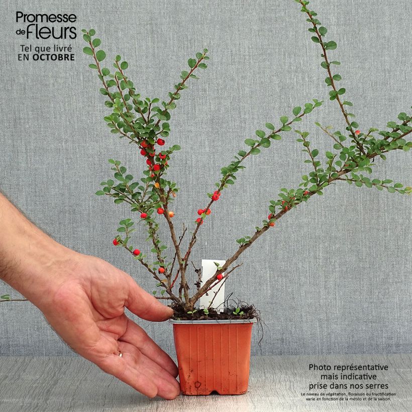 Esimerkki syksyllä toimitetusta Sulkatuhkapensas - Cotoneaster horizontalis 8/9 cm taimiruukku-taimesta
