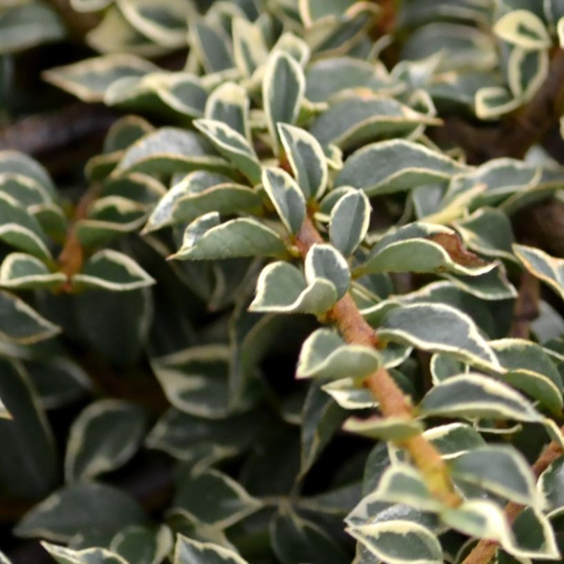 Sulkatuhkapensas Variegatus (Lehvistö)