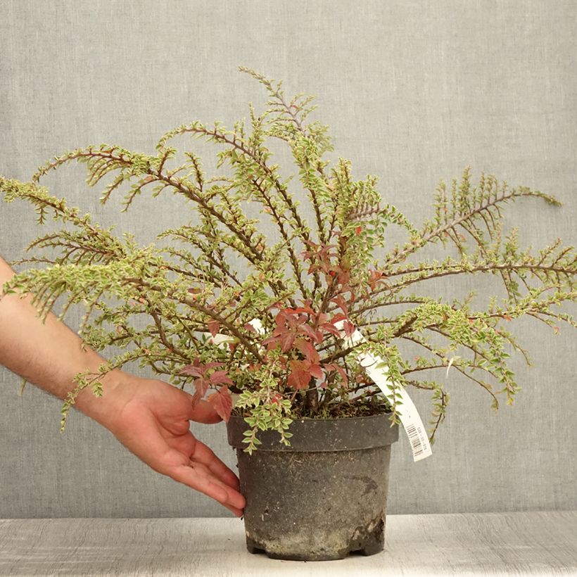Esimerkki kesällä toimitetusta Sulkatuhkapensas Variegatus Pot de 2L/3L-taimesta