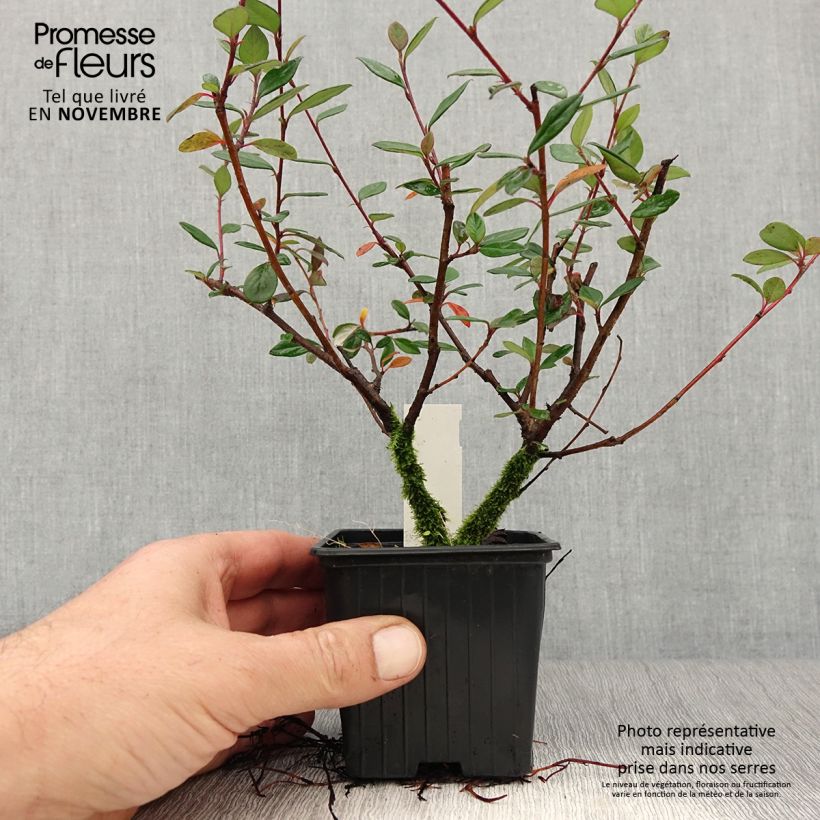 Esimerkki syksyllä toimitetusta Tuhkapensaa - Cotoneaster lacteus 8/9 cm taimiruukku-taimesta