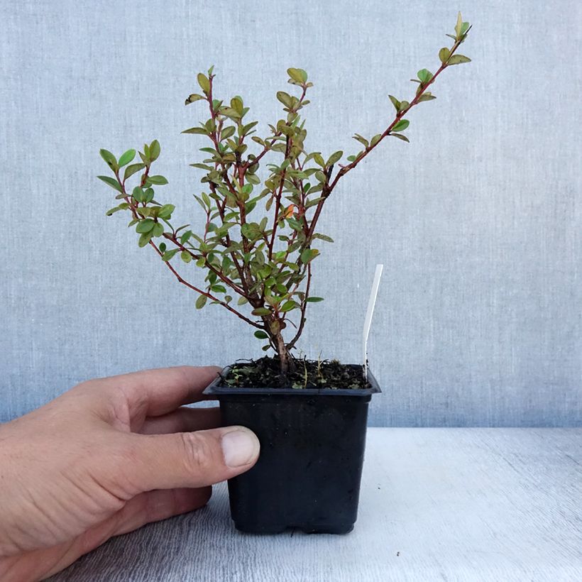 Esimerkki kesällä toimitetusta Tuhkapensaa - Cotoneaster lacteus Taimiruukku 8/9 cm-taimesta
