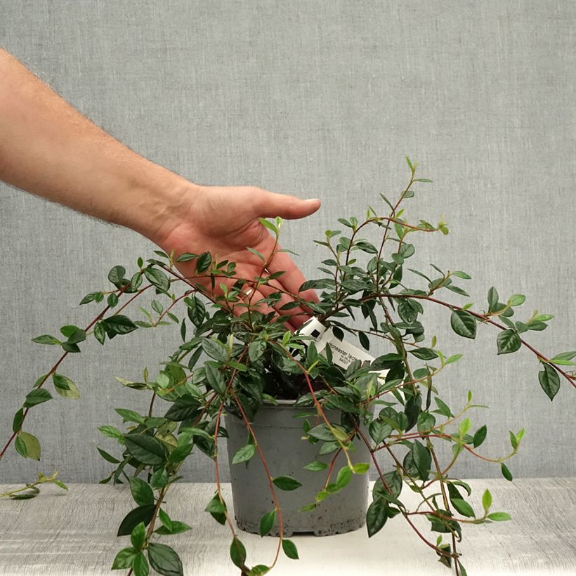 Esimerkki kesällä toimitetusta Tuhkapensaa - Cotoneaster lacteus Ruukku 2L / 3L-taimesta