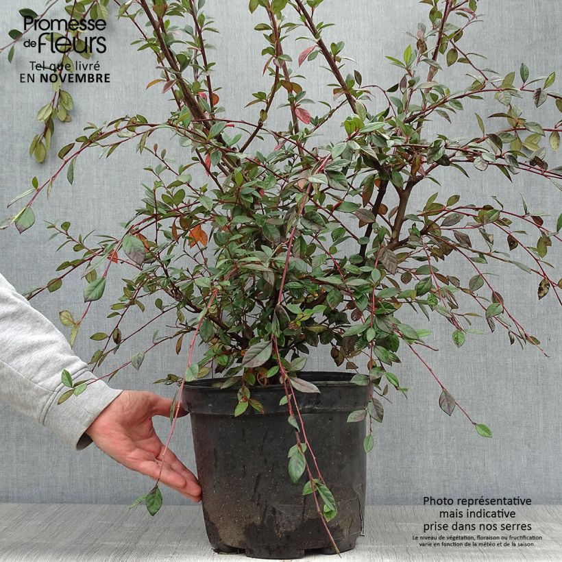 Esimerkki syksyllä toimitetusta Tuhkapensaa - Cotoneaster lacteus 7,5 litran / 10 litran ruukku-taimesta