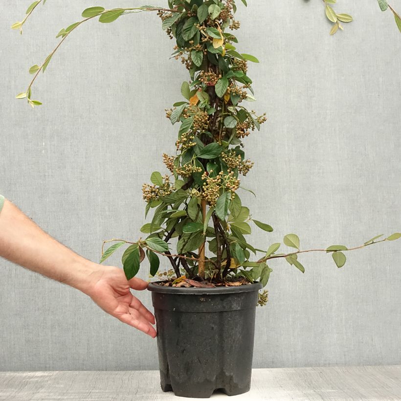 Esimerkki kesällä toimitetusta Tuhkapensaa - Cotoneaster lacteus Ruukku 7,5L / 10L-taimesta