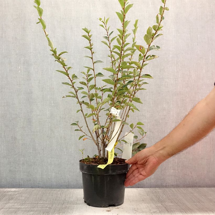 Esimerkki kesällä toimitetusta Kiiltotuhkapensas - Cotoneaster lucidus Pot de 2L/3L-taimesta