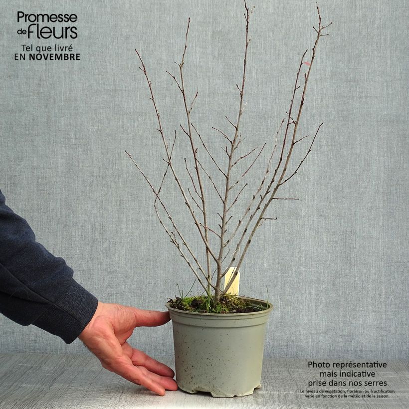 Esimerkki syksyllä toimitetusta Kiiltotuhkapensas - Cotoneaster lucidus 2 litran/3 litran ruukku-taimesta