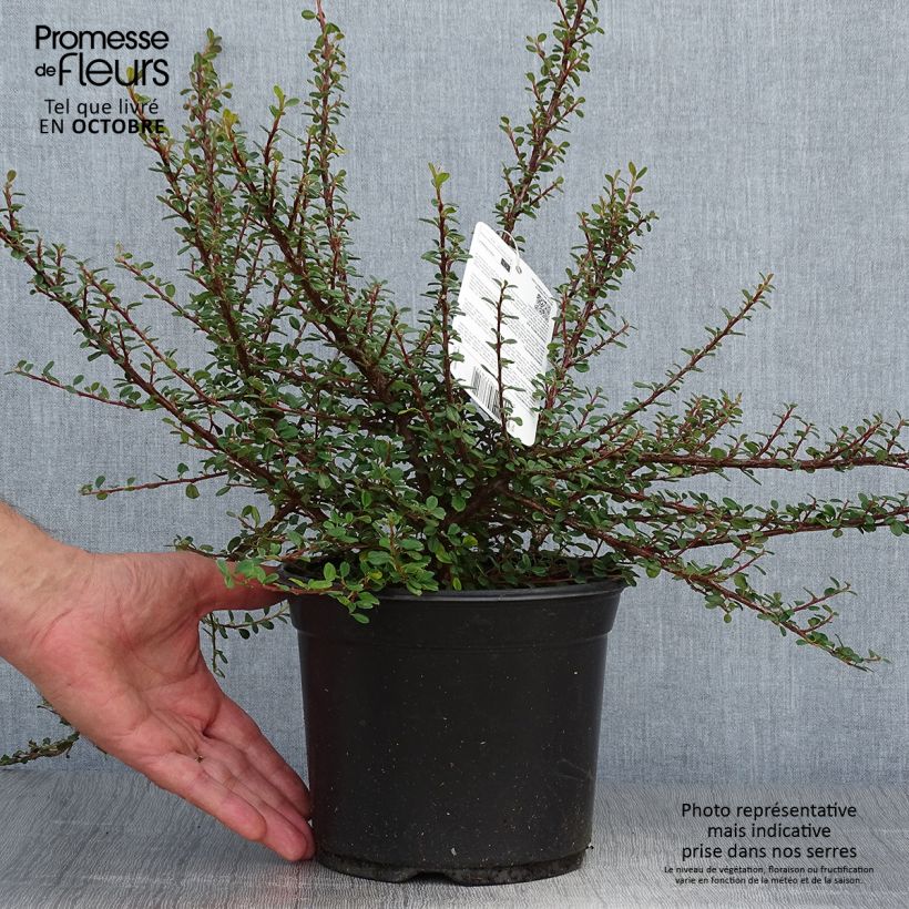 Esimerkki syksyllä toimitetusta Himalajantuhkapensas - Cotoneaster microphyllus 2 litran/3 litran ruukku-taimesta