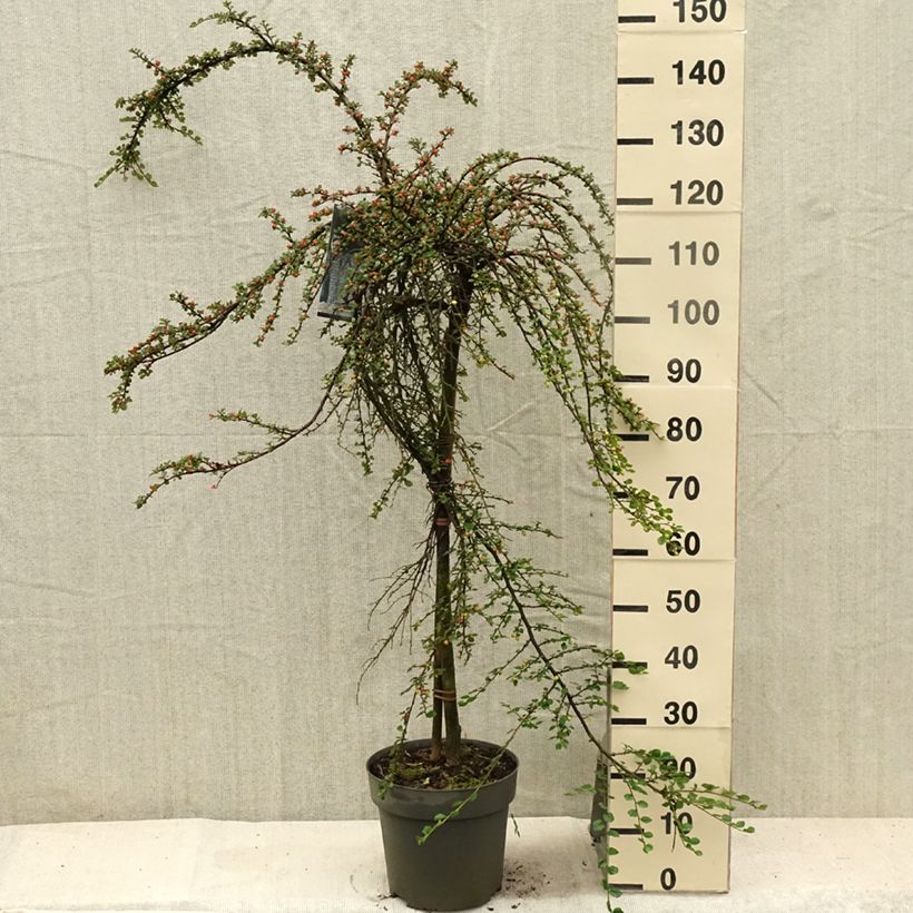 Esimerkki kesällä toimitetusta Tuhkapensaa Boer Pot de 7,5L/10L, Tige-taimesta
