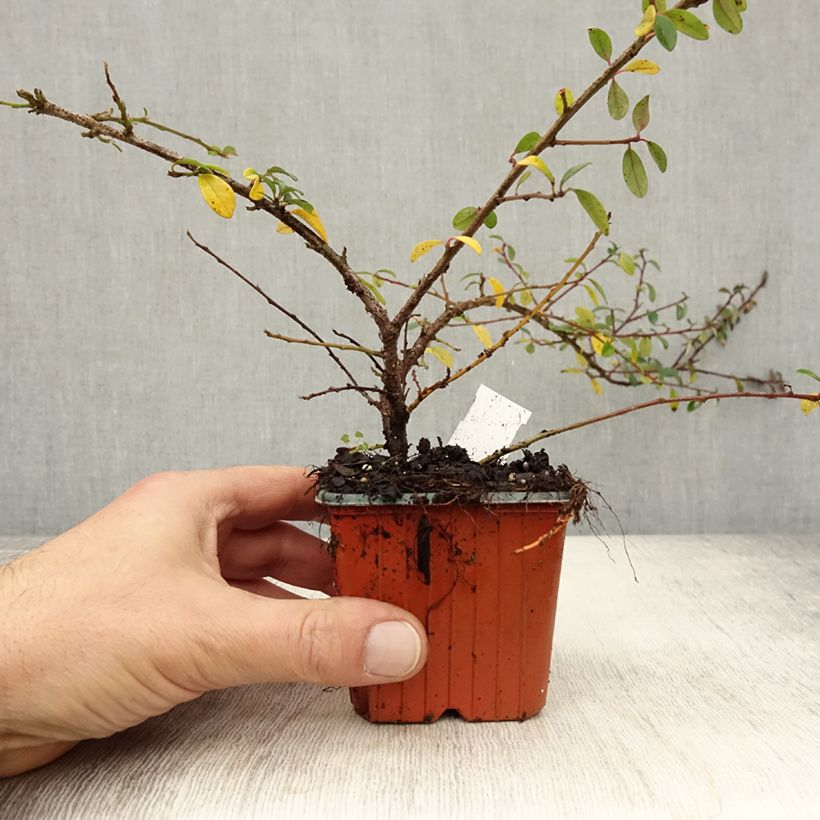 Esimerkki syksyllä toimitetusta Linnantuhkapensas Skogholm 8/9 cm taimiruukku-taimesta