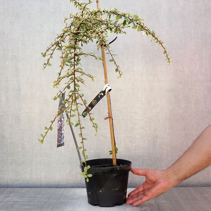 Esimerkki kesällä toimitetusta Linnantuhkapensas Juliette Ruukku 4L / 5L, Tige-taimesta