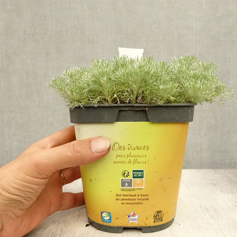 Esimerkki kesällä toimitetusta Cotula hispida Ruukku 2L / 3L-taimesta