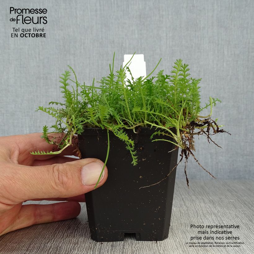 Esimerkki syksyllä toimitetusta Peittosaumayrtti - Leptinella squalida 8/9 cm taimiruukku-taimesta