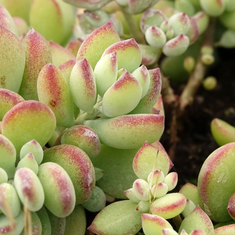 Mehilehti - Cotyledon pendens (Lehvistö)