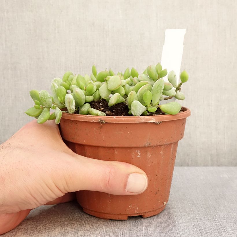 Esimerkki talvella toimitetusta Mehilehti - Cotyledon pendens 1 litran / 1,5 litran ruukku-taimesta