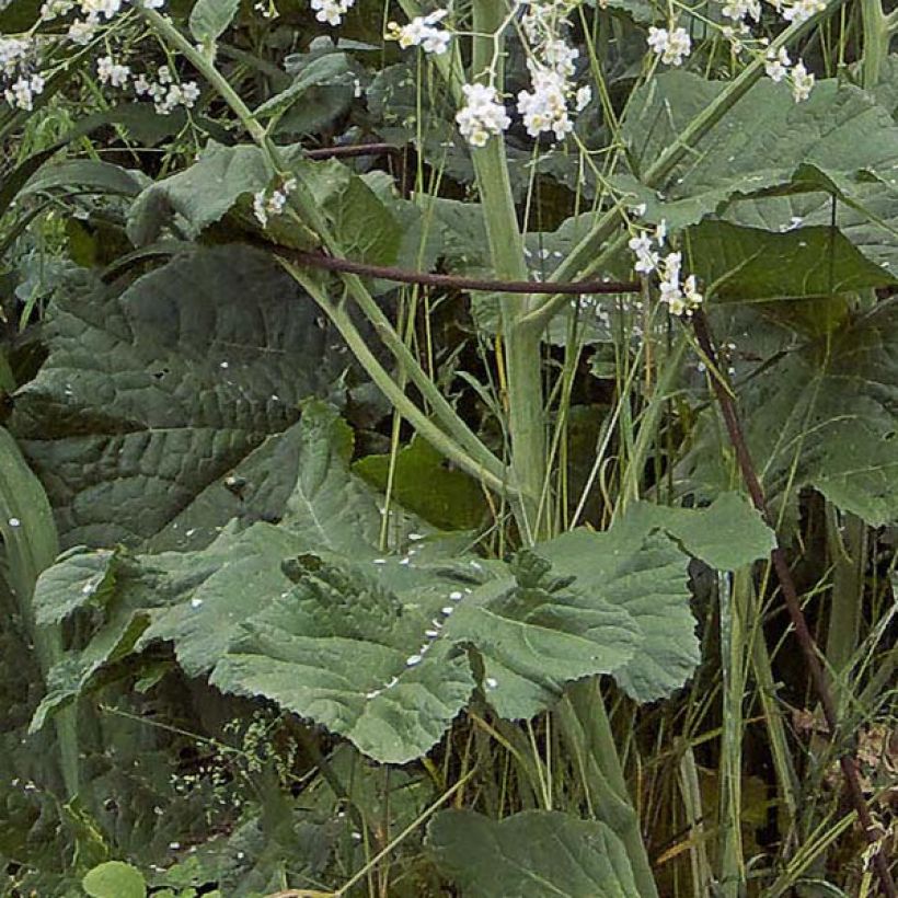 Herttamerikaali - Crambe cordifolia (Lehvistö)