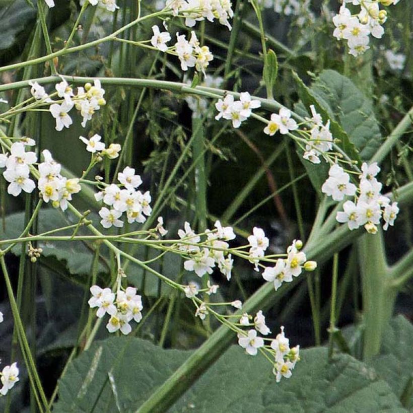 Herttamerikaali - Crambe cordifolia (Kukinta)
