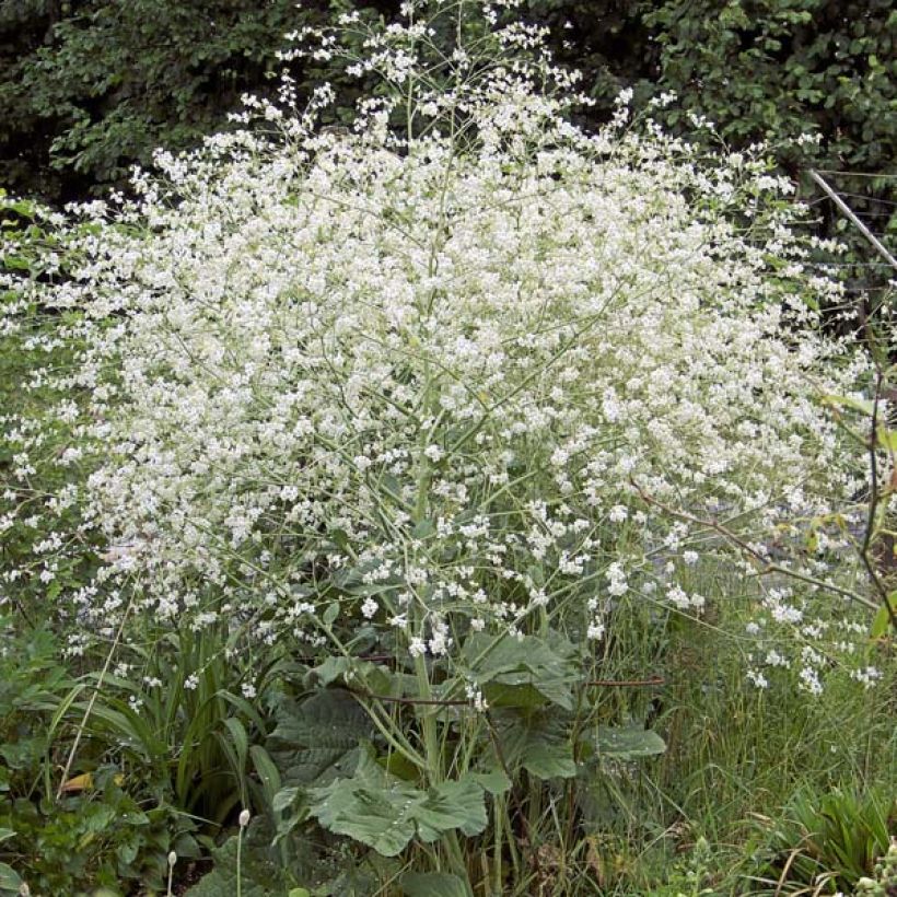 Herttamerikaali - Crambe cordifolia (Kasvutapa)