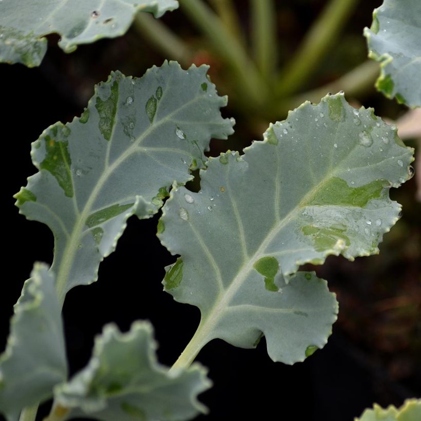 Euroopanmerikaali - Crambe maritima (Lehvistö)