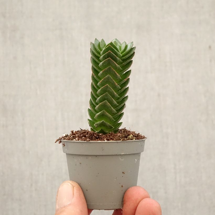 Esimerkki keväällä toimitetusta Pauniko Buddha's Temple Minikasvi-taimesta