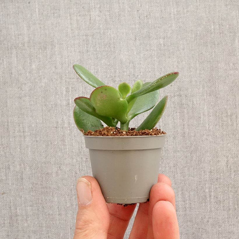 Esimerkki keväällä toimitetusta Rahapuu - Crassula ovata Minikasvi-taimesta