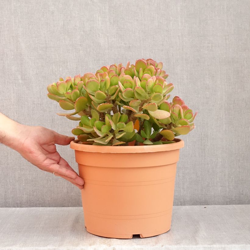 Esimerkki kesällä toimitetusta Rahapuu - Crassula ovata 7,5 litran / 10 litran ruukku-taimesta
