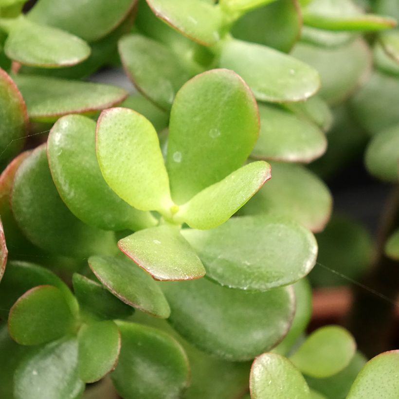 Rahapuu Minor (Lehvistö)