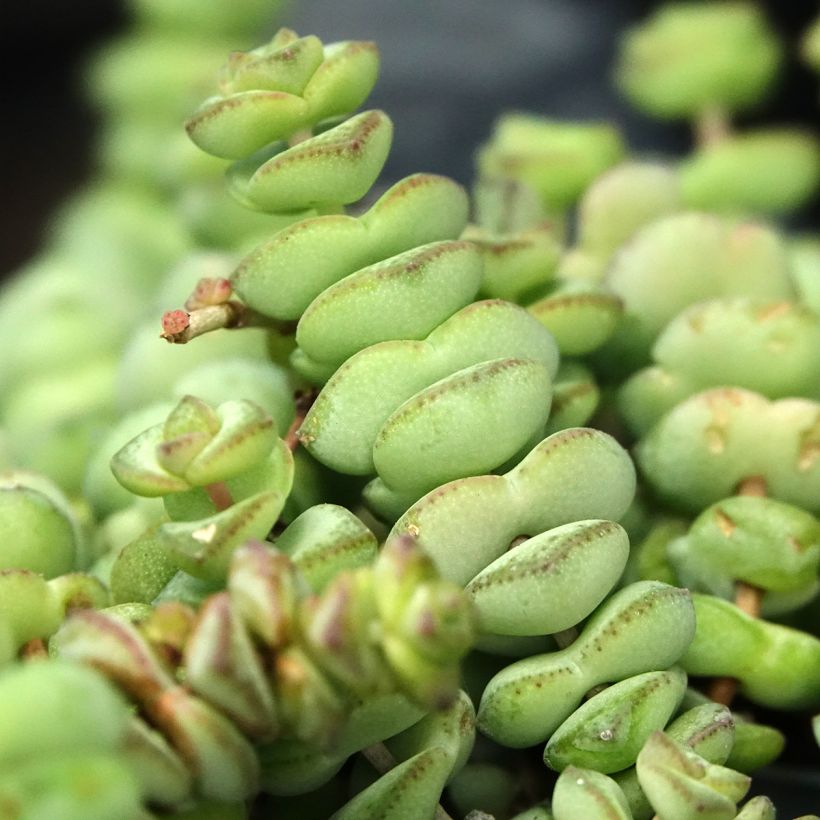 Pauniko - Crassula rupestris subsp. marnieriana (Lehvistö)