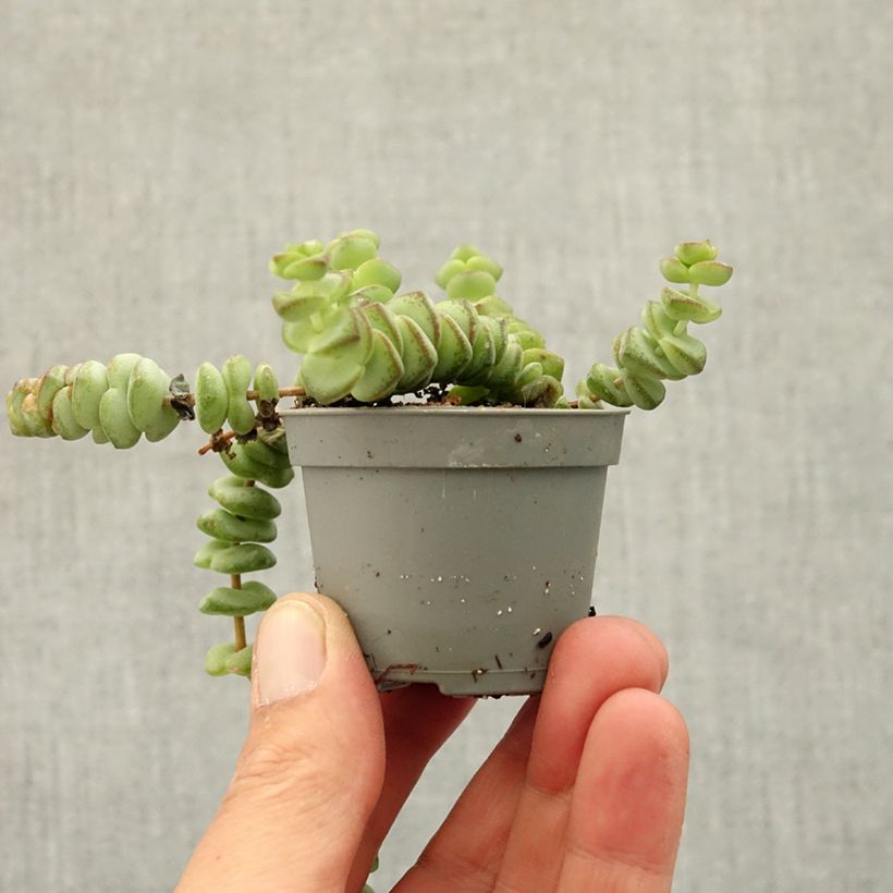 Esimerkki keväällä toimitetusta Pauniko - Crassula rupestris subsp. marnieriana Minikasvi-taimesta