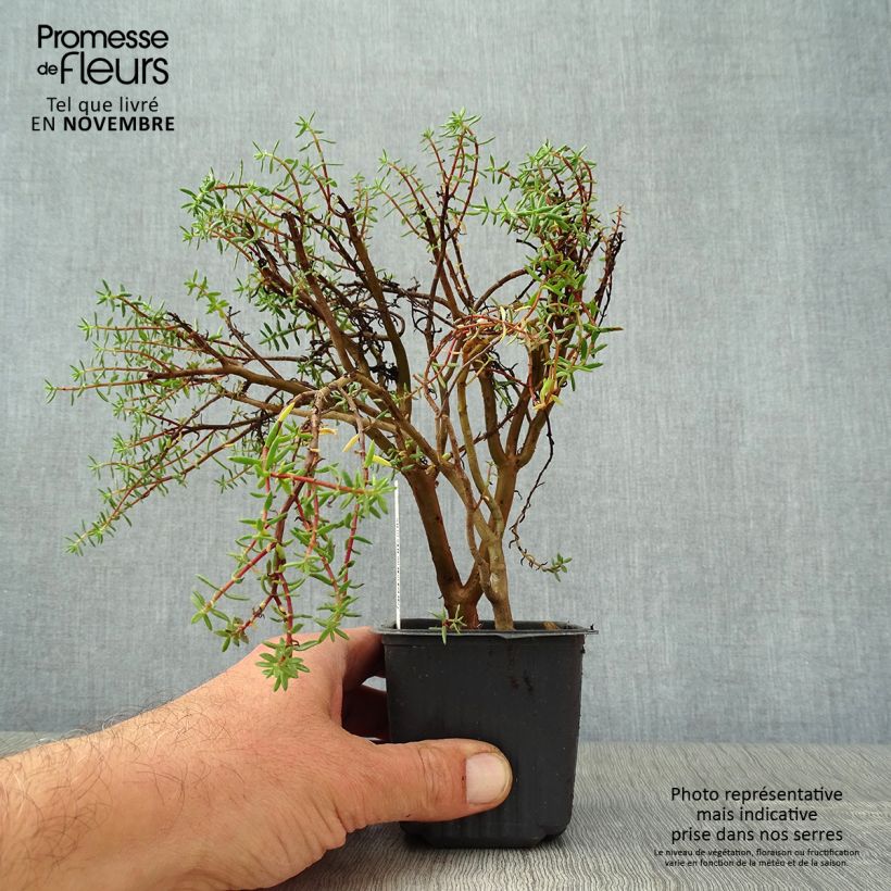 Esimerkki syksyllä toimitetusta Pauniko - Crassula sarcocaulis 8/9 cm taimiruukku-taimesta