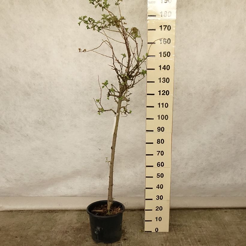 Esimerkki kesällä toimitetusta Etelänorapihlaja - Crataegus azarolus 12 litran/15 litran ruukku, Puolikorkea runko-taimesta