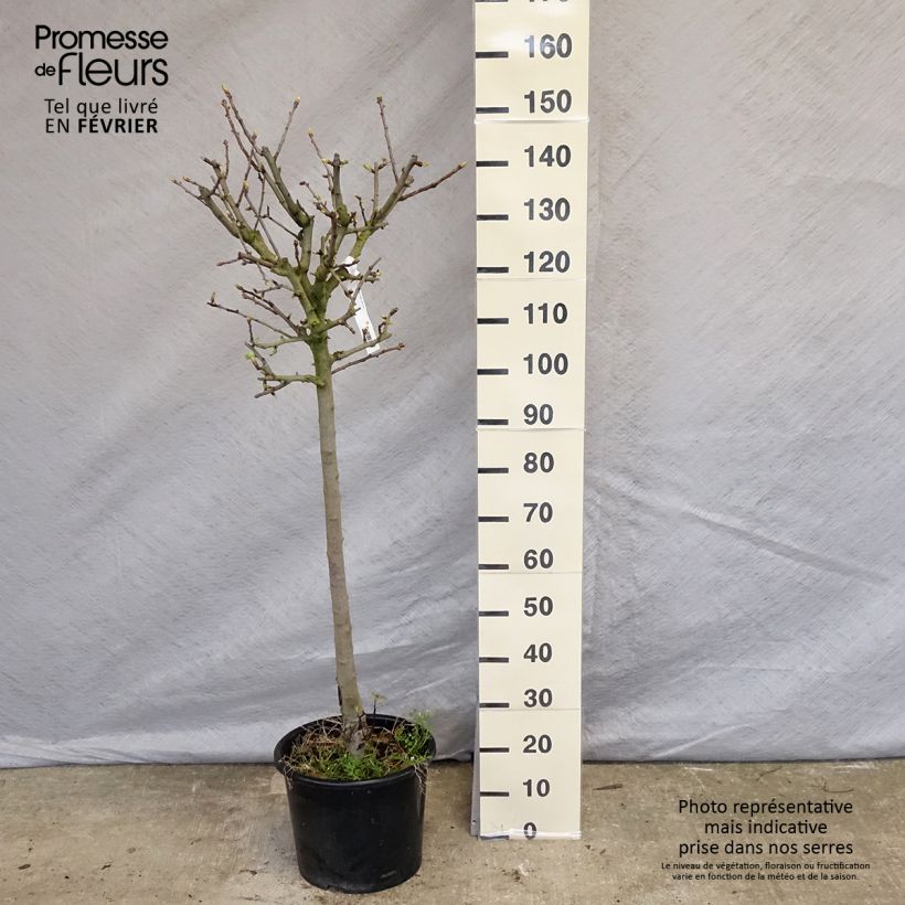 Esimerkki talvella toimitetusta Etelänorapihlaja - Crataegus azarolus 12 litran/15 litran ruukku, Puolikorkea runko-taimesta