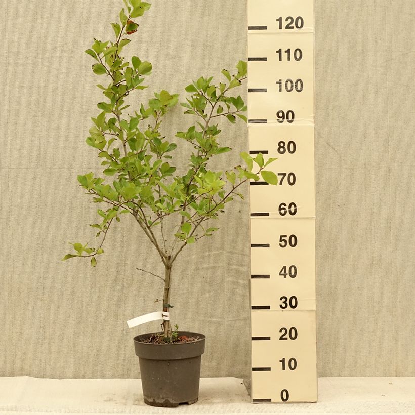 Esimerkki kesällä toimitetusta Loisto-orapihlaja - Crataegus crus-galli 6 litran/7 litran ruukku-taimesta