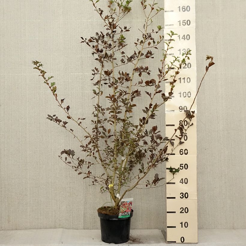 Esimerkki syksyllä toimitetusta Orapihlaja - Crataegus grignonensis 7,5 litran / 10 litran ruukku-taimesta