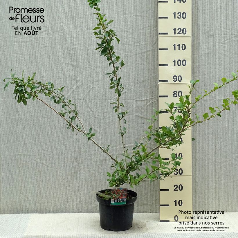 Esimerkki kesällä toimitetusta Orapihlaja - Crataegus grignonensis Pot de 7,5L/10L-taimesta