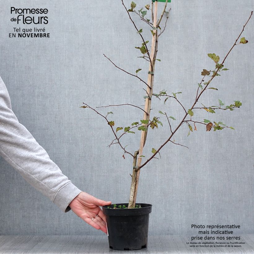 Esimerkki syksyllä toimitetusta Pyöröorapihlaja Mutabilis Ravnholdt 4 litran/5 litran ruukku-taimesta