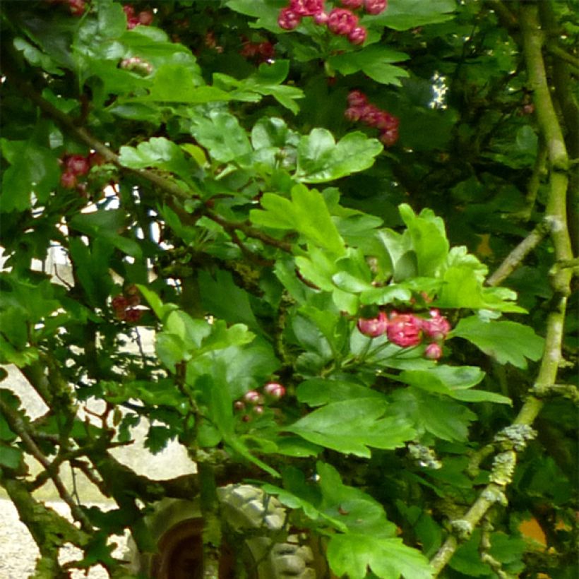 Pyöröorapihlaja Paul's Scarlet (Lehvistö)