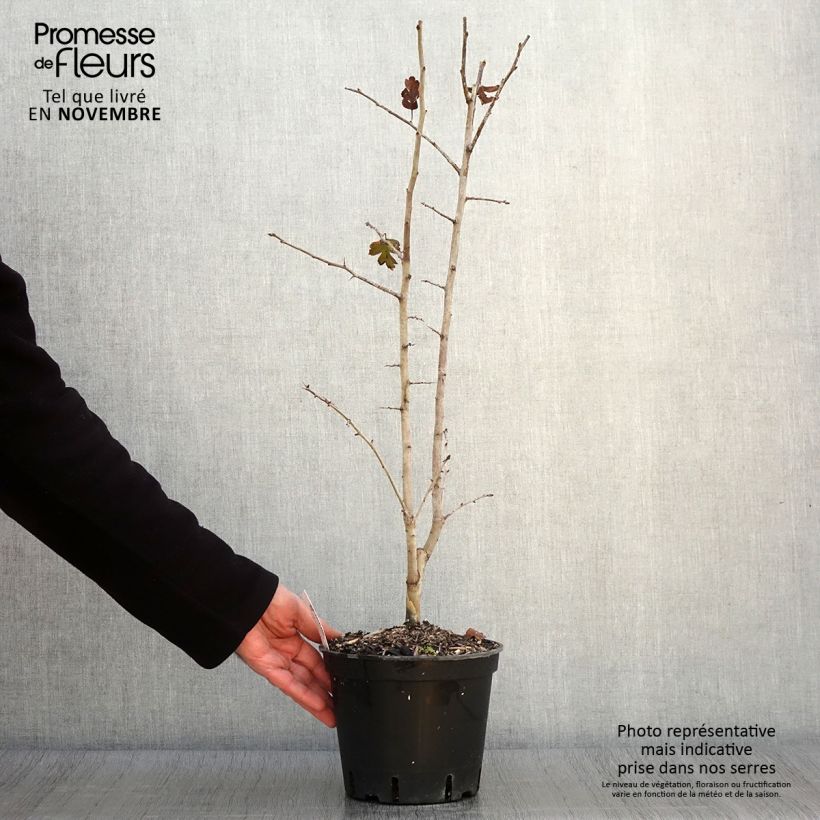 Esimerkki syksyllä toimitetusta Crataegus laevigata Rosea Flore Pleno - Aubépine Pot de 3L/4L-taimesta