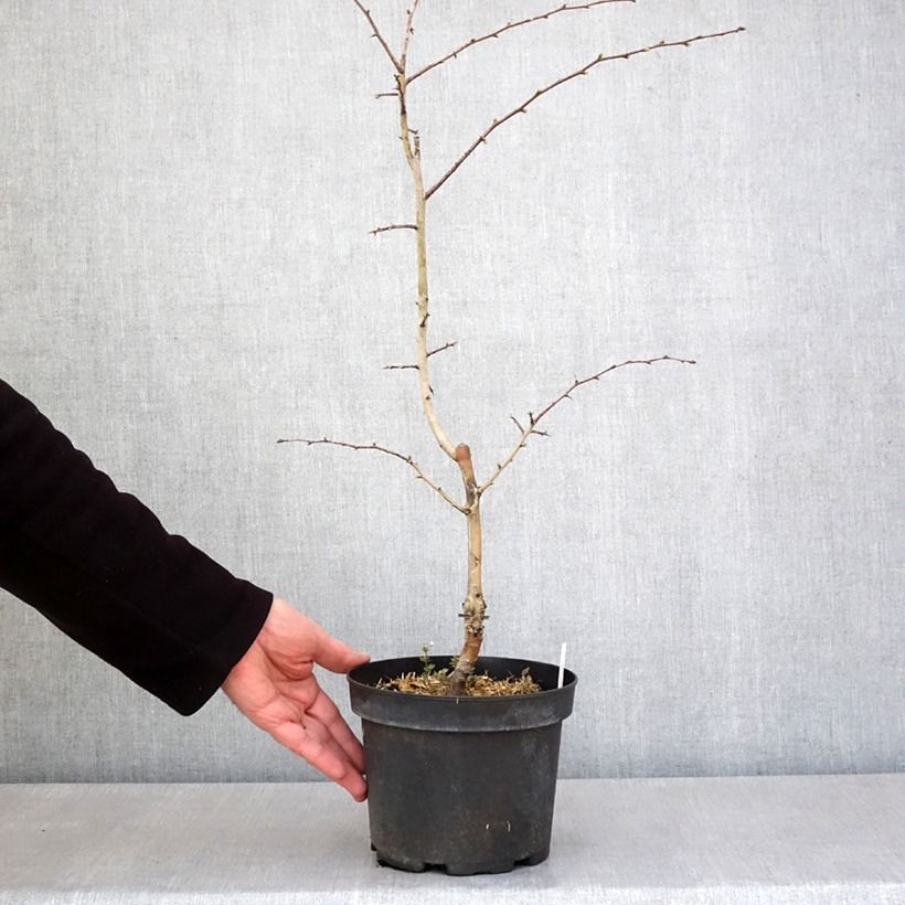 Esimerkki keväällä toimitetusta Pyöröorapihlaja Rosea Flore Pleno Ruukku 3L / 4L-taimesta