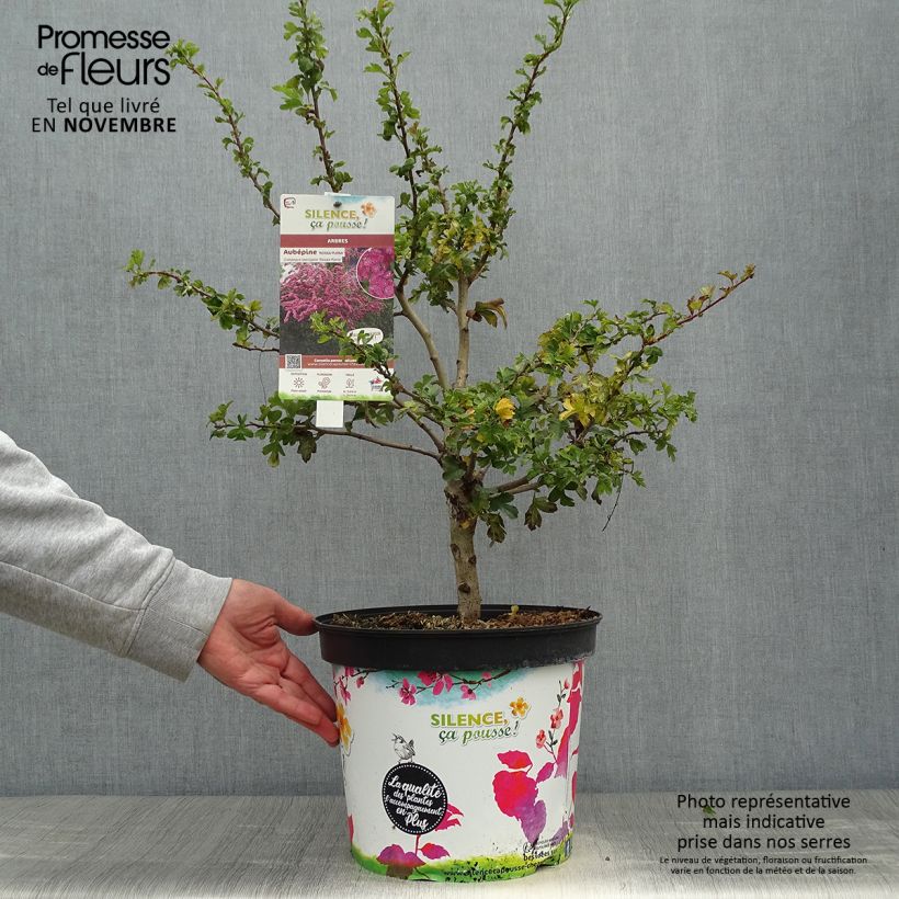 Esimerkki syksyllä toimitetusta Pyöröorapihlaja Rosea Flore Pleno 7,5 litran / 10 litran ruukku-taimesta