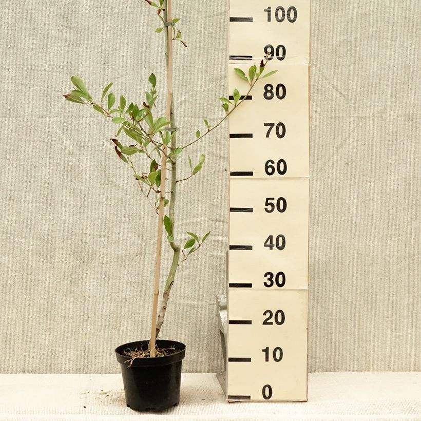 Esimerkki kesällä toimitetusta Pariisinorapihlaja Carrierei Pot de 3L/4L-taimesta