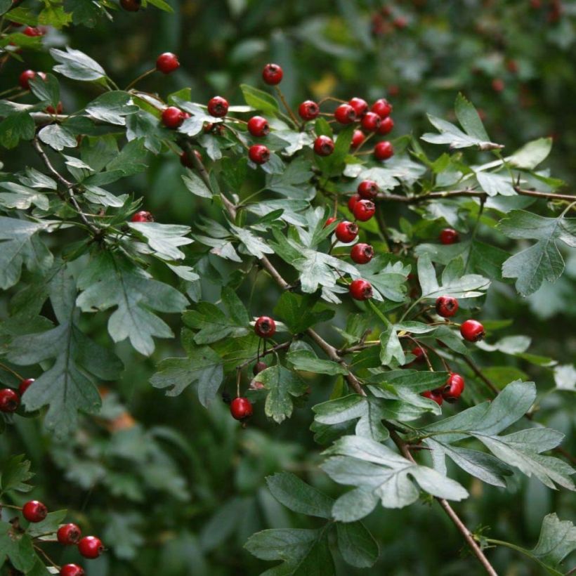 Tylppöorapihlaja - Crataegus monogyna (Lehvistö)