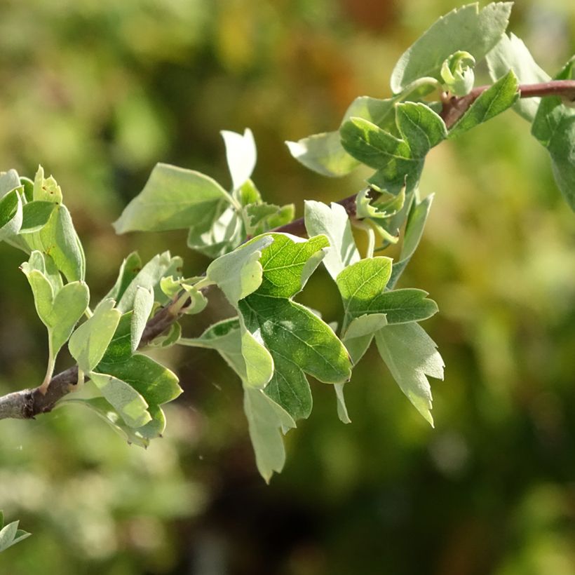 Tylppöorapihlaja Flexuosa (Lehvistö)