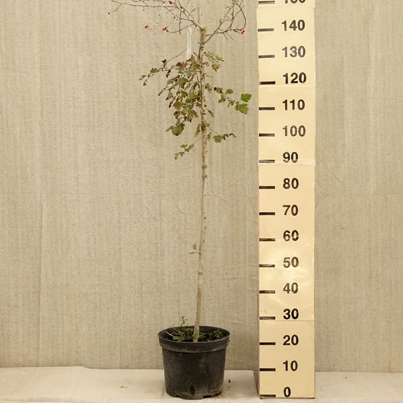 Esimerkki syksyllä toimitetusta Orapihlaja Gireoudii 7,5 litran/10 litran malja-taimesta