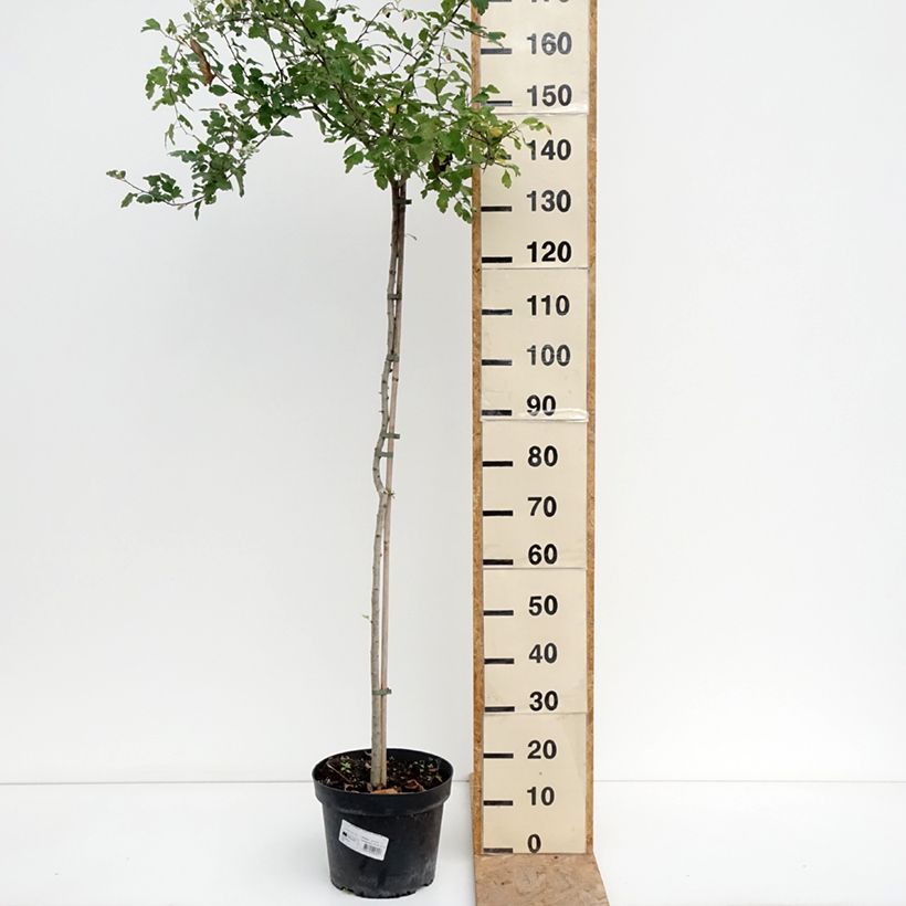 Esimerkki kesällä toimitetusta Orapihlaja Gireoudii 7,5 litran/10 litran malja-taimesta