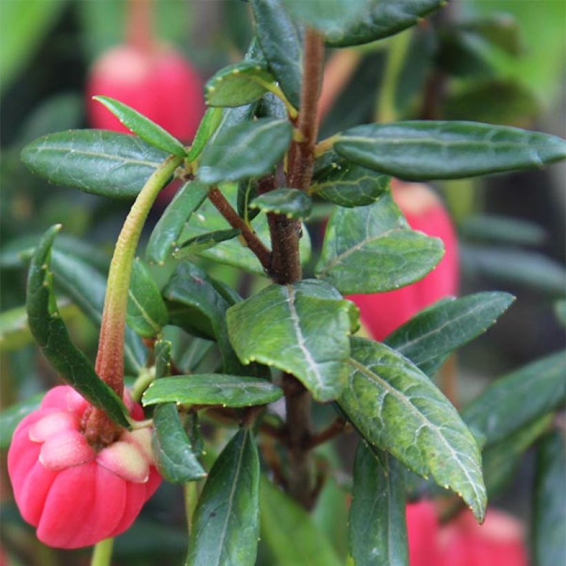 Crinodendron hookerianum (Lehvistö)