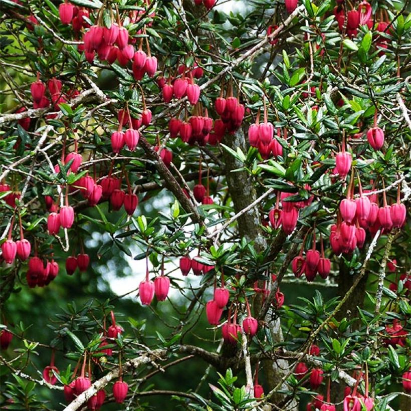 Crinodendron hookerianum (Kasvutapa)