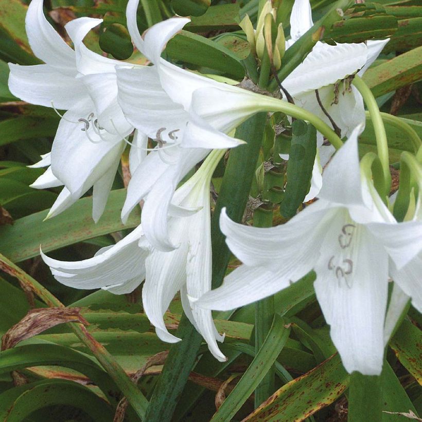 Kriinumi Album (Flowering)
