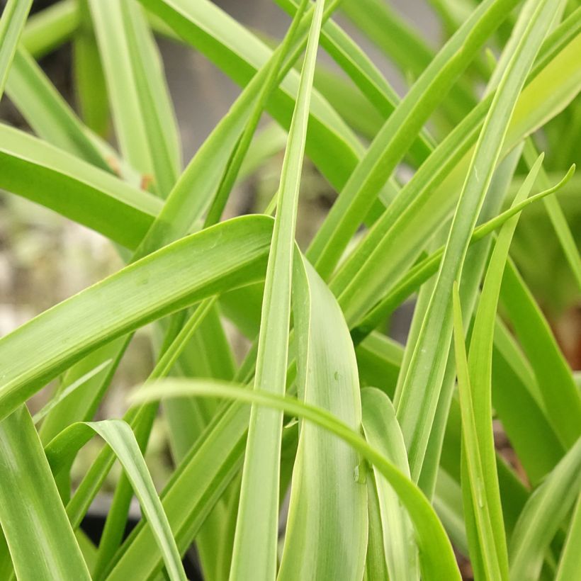 Kriinumi Rosea (Foliage)